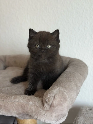 Kitten BKH   Baby Katzen Bild 4