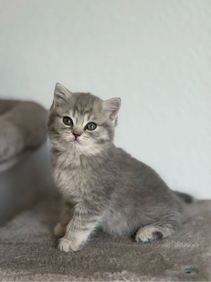 Kitten BKH   Baby Katzen Bild 2