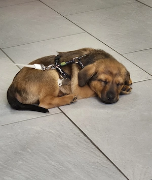 hunde Baby rüde zu verkaufen 