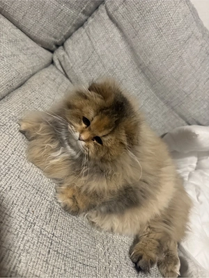 Katzen sucht neue zu Hause