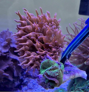 Meerwasser, Korallen