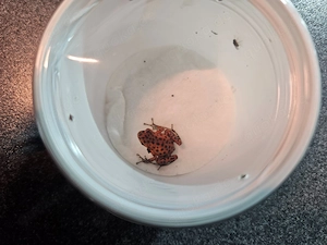 Verkaufe 0.0.4 oophaga pumilio bastimentos 