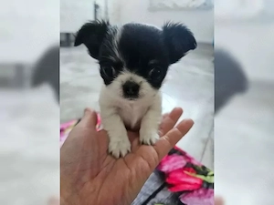 Chihuahua Weibchen (kurzhaar) abgabebereit