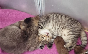 Bkh Kätzchen Bild 3