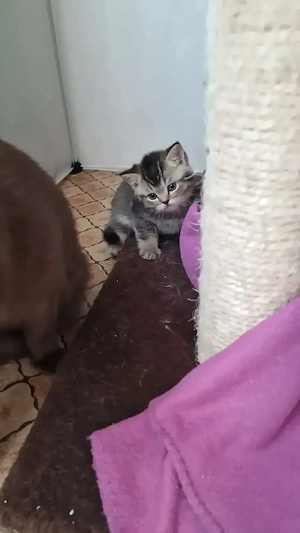 Bkh Kätzchen Bild 5