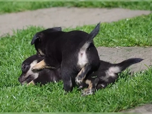 Reizende, reinrassige, gut sozialisiert und gesunde Chihuahua Welpen mit vollständiger Ahnentafel