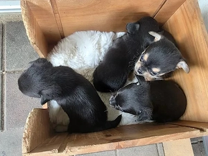 Süße Chihuahua Welpen suchen ab sofort ein neues Zuhause Bild 3