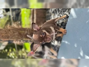 Chihuahua-Welpen   Liebevoll, loyal und voller Persönlichkeit