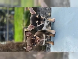 Chihuahua Langhaar Hündin aus kontrollierter Zucht