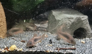 Metallpanzerwels Osteogaster aeneus Bild 3