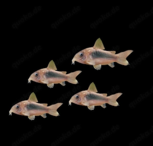 Metallpanzerwels Osteogaster aeneus