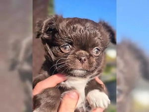 Martin sucht Kuschelplätzchen