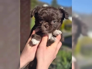 Chihuahua Babys Martin sucht Kuschelplätzchen