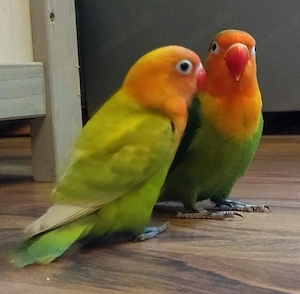 Ich suche ein Zuhause für ein flugunfähiges Pfirsichköpfchen 