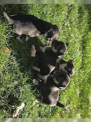 2 Chihuahua Mädchen