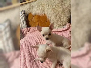 Chihuahua-Welpen   Liebevoll, loyal und voller 