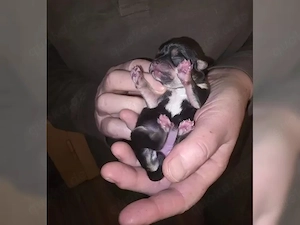 Niedliche und freundliche Chihuahua-Welpen jetzt verfügbar