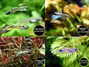 Endler, Guppy, Tiger, Japan Blue, Snake Skin, Wild