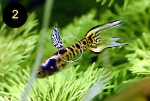 Endler, Guppy, Tiger, Japan Blue, Snake Skin, Wild Bild 3
