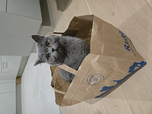 Junger BKH Kater reinrassig (9 Monate alt)