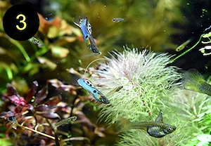 Endler, Guppy, Tiger, Japan Blue, Snake Skin, Wild Bild 5
