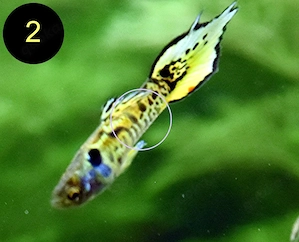 Endler, Guppy, Tiger, Japan Blue, Snake Skin, Wild Bild 2