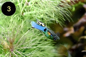 Endler, Guppy, Tiger, Japan Blue, Snake Skin, Wild Bild 4