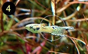 Endler, Guppy, Tiger, Japan Blue, Snake Skin, Wild Bild 7