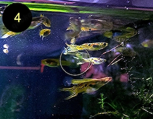 Endler, Guppy, Tiger, Japan Blue, Snake Skin, Wild Bild 6