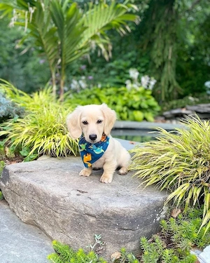 Wunderschöne Dackelwelpen