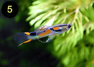 Endler, Guppy, Tiger, Japan Blue, Snake Skin, Wild Bild 8