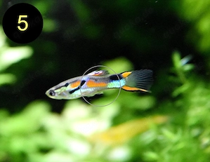 Endler, Guppy, Tiger, Japan Blue, Snake Skin, Wild Bild 9