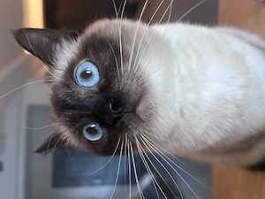 Reinrassige Siamkatze Katzenbabys Siam