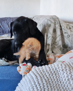 Labrador Hündin 4j schwarz 53cm 30kg bundesweit ausreisebereit 