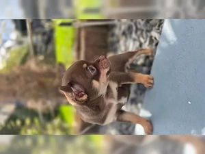 Martin sucht Kuschelplätzchen