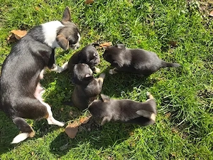 Süße Chihuahua Welpen suchen ab sofort ein neues Zuhause Bild 5