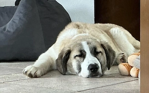 Viola sucht ein ländliches Zuhause Bild 4