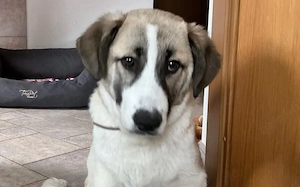 Viola sucht ein ländliches Zuhause Bild 3