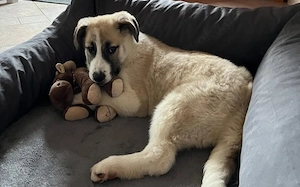 Viola sucht ein ländliches Zuhause Bild 2