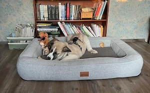 Viola sucht ein ländliches Zuhause