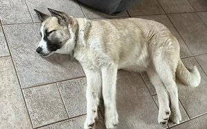 Viola sucht ein ländliches Zuhause Bild 5