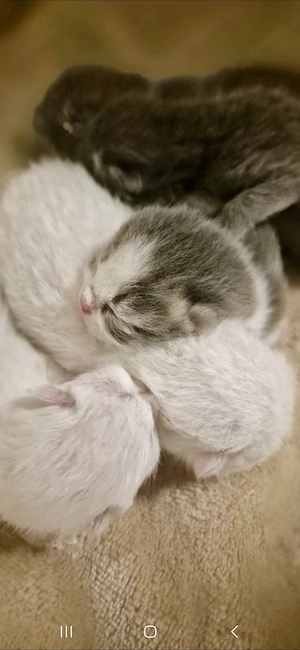 Zuckersüße BKH kitten