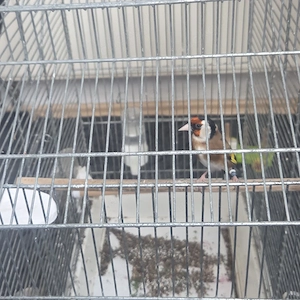 Stieglitzes männlichen Sehr schön Single.