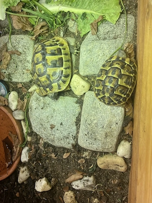 Griechische Landschildkröten, Testudo hermanni 2 