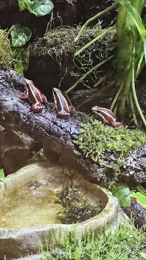 Epipedobates anthonyi nachzuchten zu verkaufen