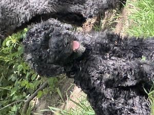 Königspudel Traumprinz Carlo, komplett geimpft gechipt, entwurmt ab sofort frei