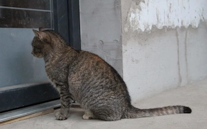 Joncee - sanft und lieb