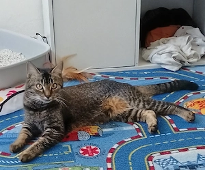 suses Kätzchen ab zu geben 