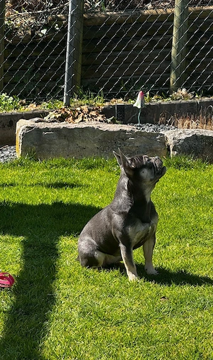 Französische Bulldogge 