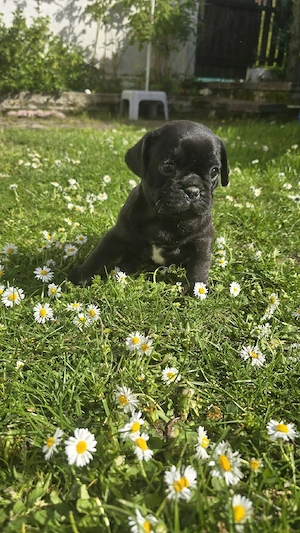 mops mischlinge 